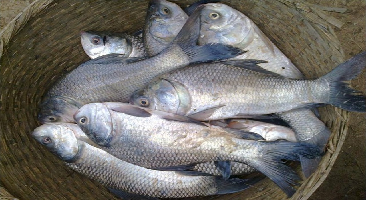 CATLA Fish