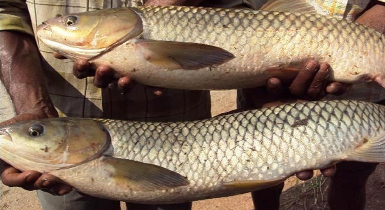 Crasscarp