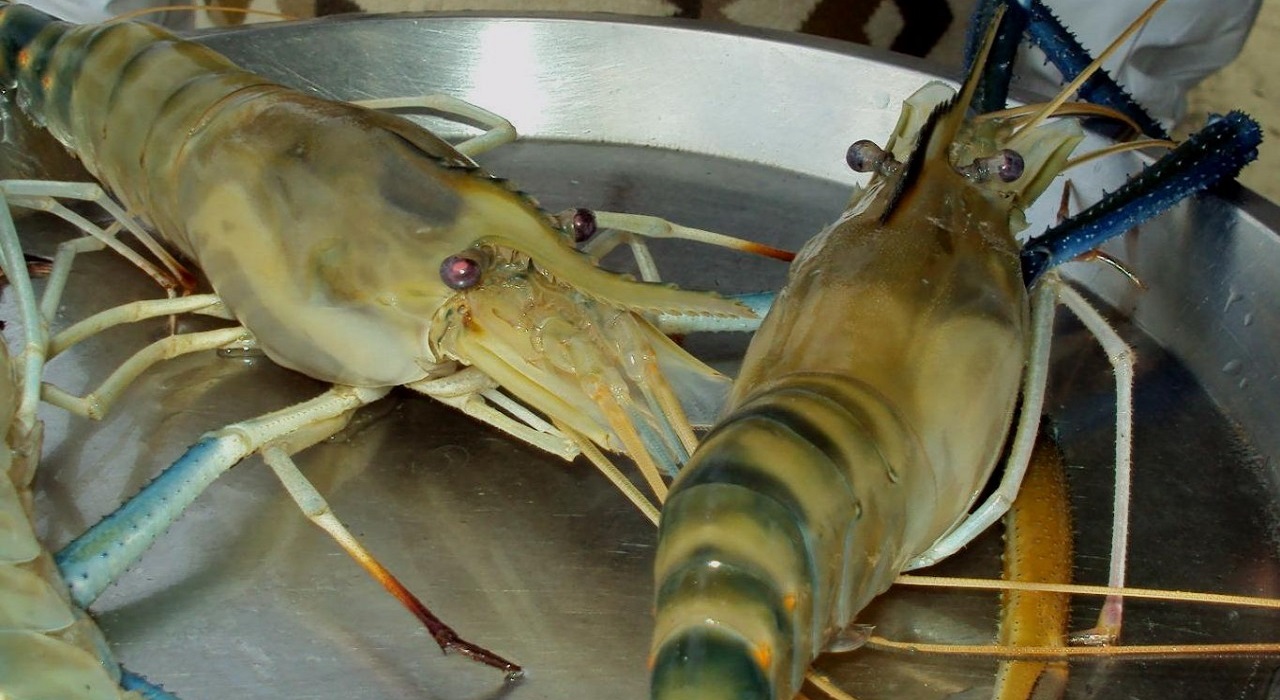 Prawn Farming