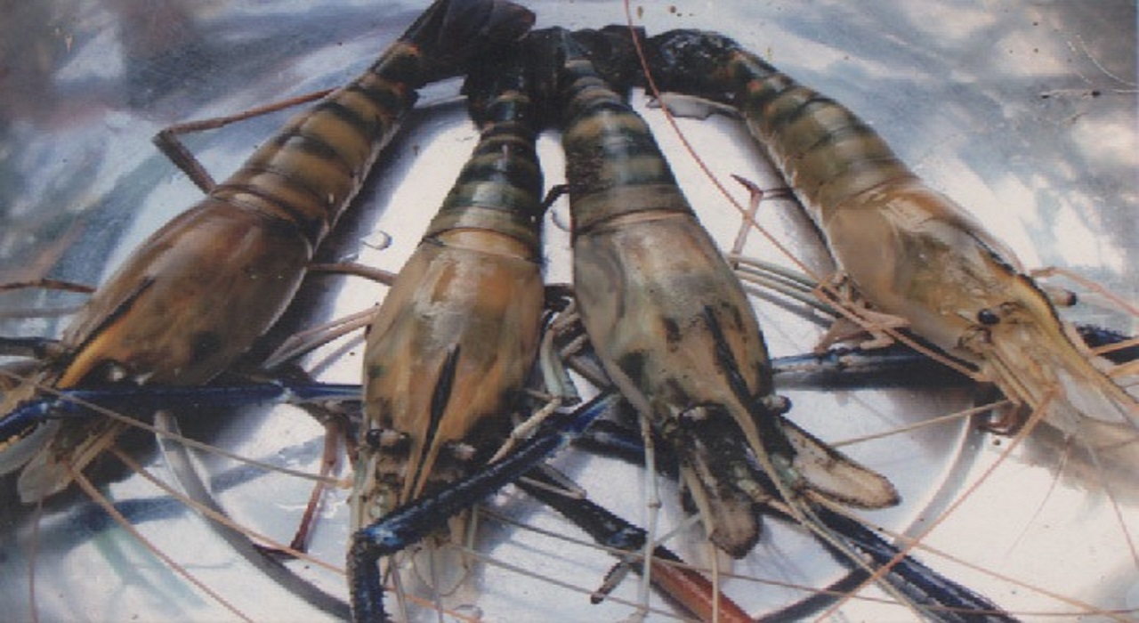 Prawn Farming