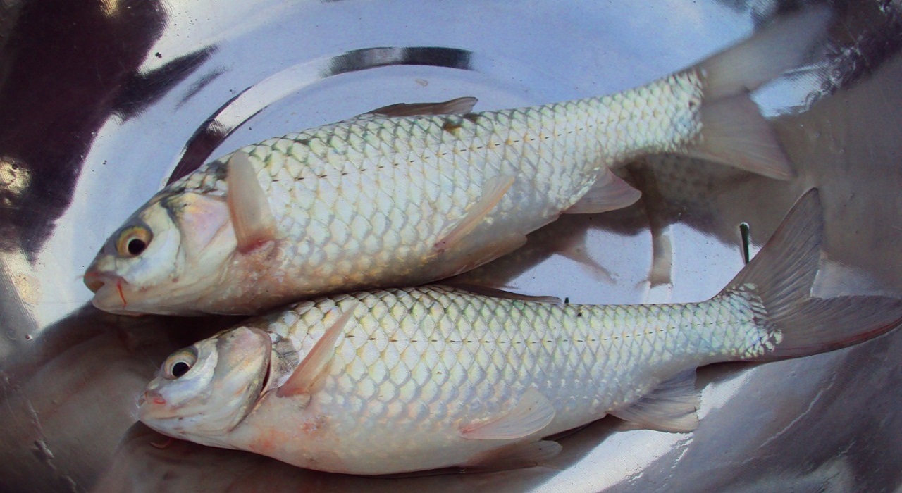 Seni Puthi Fish